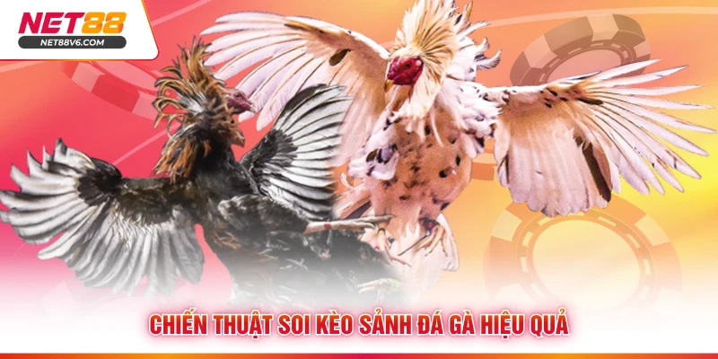 Chiến thuật soi kèo sảnh đá gà hiệu quả 