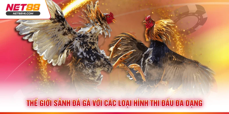 Thế giới sảnh đá gà với các loại hình thi đấu đa dạng